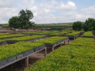 Total and Forêt Ressources Management to Plant a 40,000-Hectare Forest in the Republic of the Congo