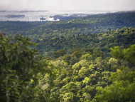 TotalEnergies Partners with the Government of Suriname to Contribute to Preserve Forests as Carbon Sinks