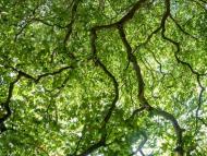 Low angle view of the treetops