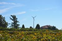 Wind turbine in the background of a sunflower field
