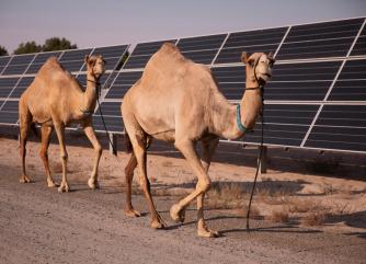 Camelicious, the first solar-powered camel milking farm