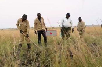 TILENGA Project - The Challenges of Seismic Acquisition in a National Park in Uganda