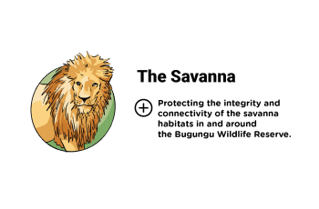 Infographics Pillar 2: The Savanna - Learn out more