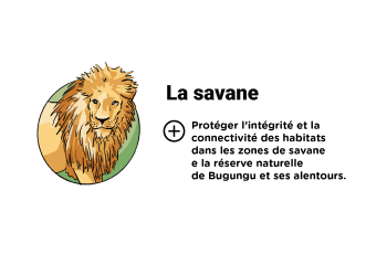 Infographie Pilier 2 : La savane - en savoir plus