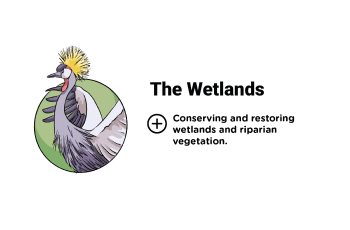 Infographics Pillar 3: The Wetlands - Learn out more