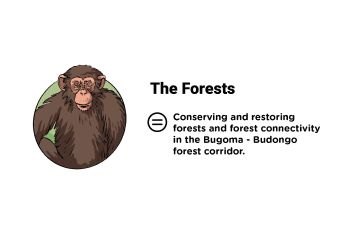 Infographics Pillar 4: The Forests - Learn out more