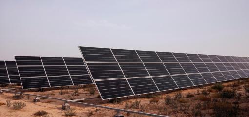 Ferme solaire Camelicious à Dubaï