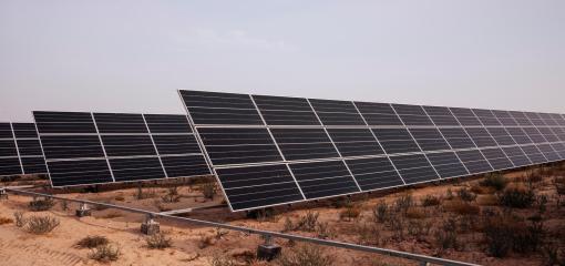 Camelicious solar farm in Dubai
