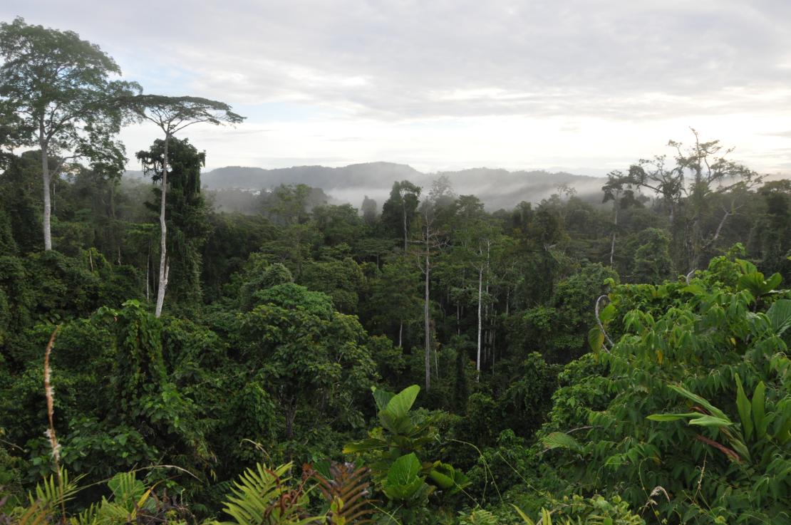 Forêt primaire de Papouasie-Nouvelle-Guinée